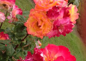 IMG-20150525-WA0042
