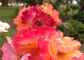 IMG-20150525-WA0043