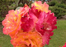 IMG-20150525-WA0044