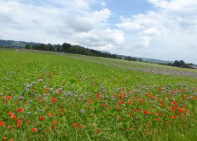 Velotour ins Thurgau